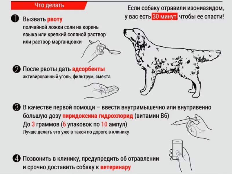 Отравление у собаки симптомы. При отравлении собаки. Что дать собакеь при отравлении.