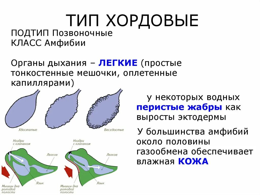 Легочное дыхание у хордовых. Земноводные органы дыхания. Газообмен у земноводных. Класс амфибии органы дыхания. Органы дыхания и газообмен земноводных.