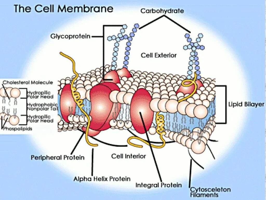 Cell membrane. Cell membrane structure. cell surface membrane. lipid membrane.