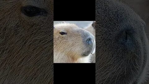 Песня про капибару