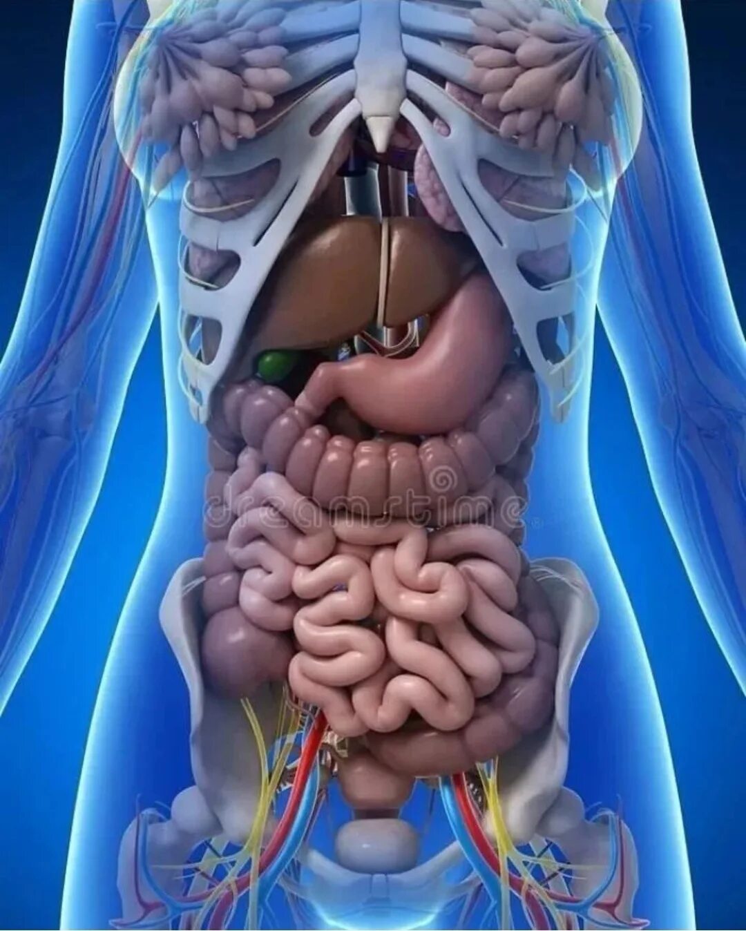 Анатомия брюшной полости 3д. Анатомия брюшной полости в 3d. Анатомия человека внутренние органы брюшной полости. Анатомия кишечника женщины. Фото анатомии человека женщин внутренних органов
