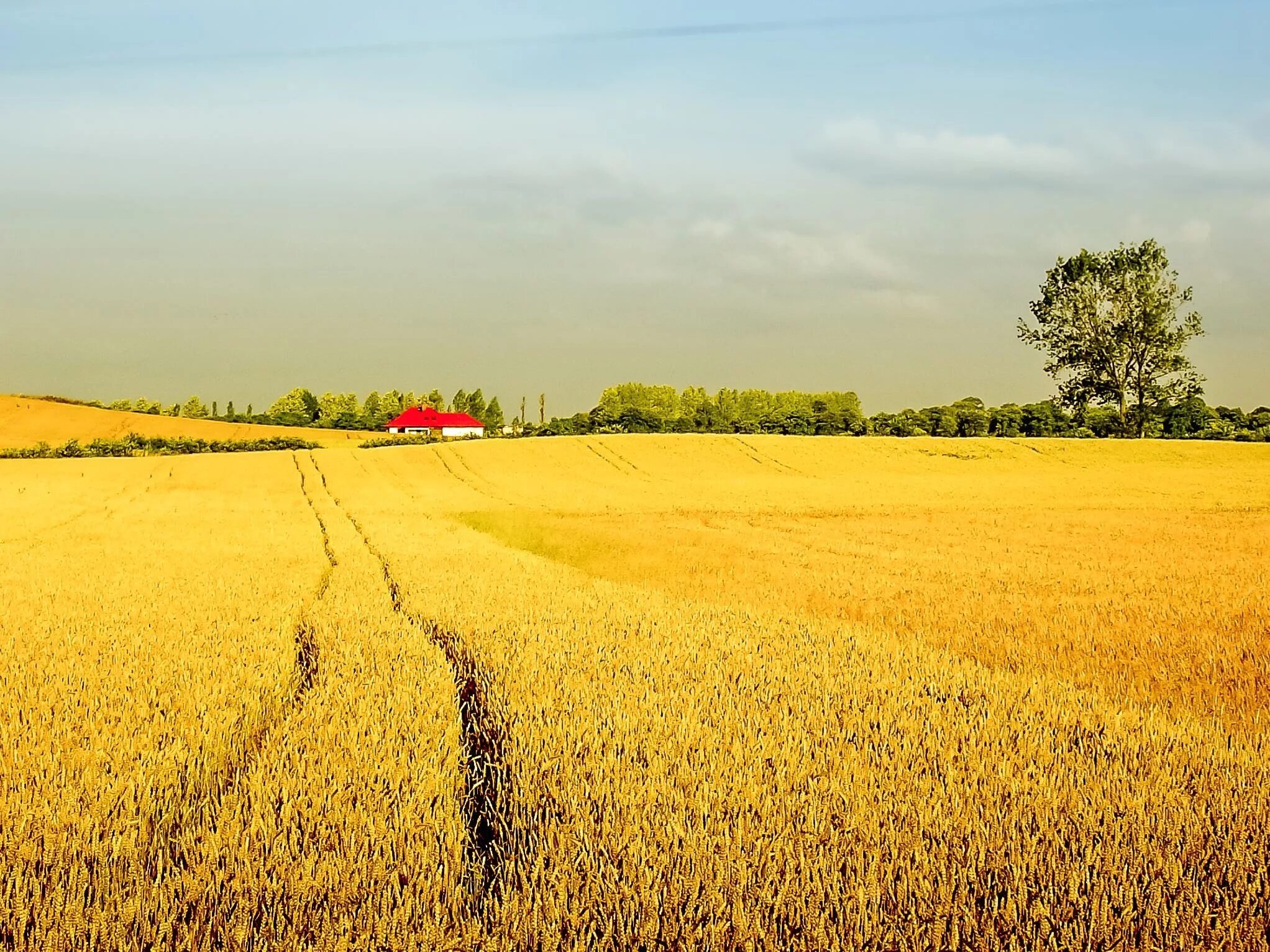 Old field