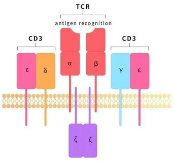 Cd 3 3 6