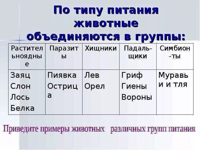 Запишите тип питания организма. Способы питания животных таблица. классификация животных по типу питания. животные по типу питания таблица. типы питания животных таблица.