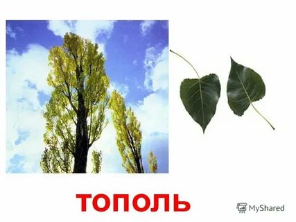 Тополь простое или сложное