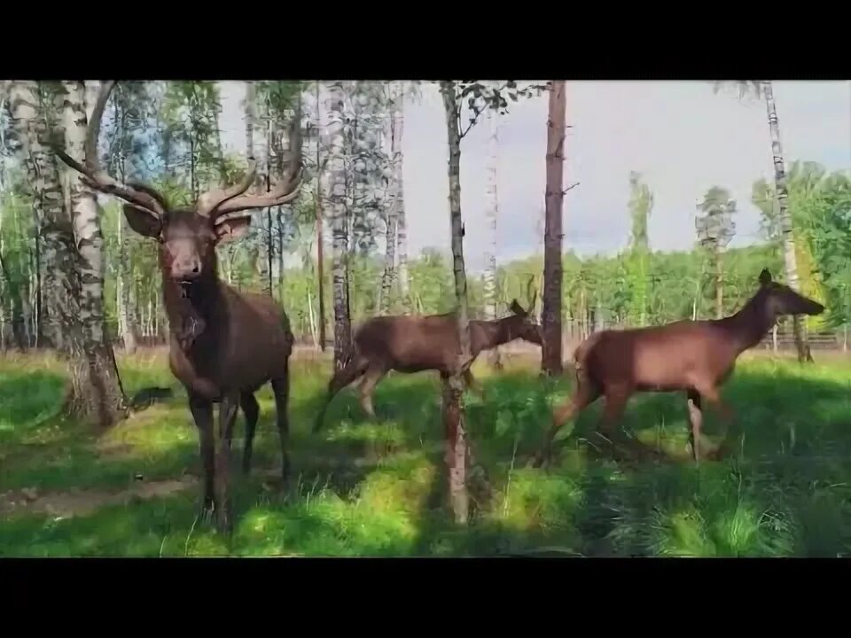 Лосиный остров один из первых национальных егэ. Лосиный остров национальный парк. парк лосиный остров богородское. кц лосиный остров. лосиный остров животные.