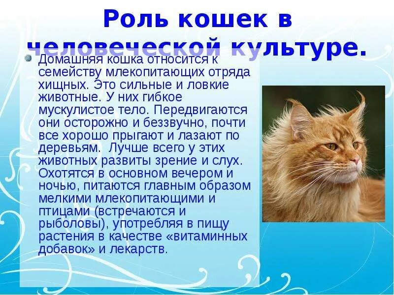 Сообщение про кошку 2 класс. Сообщение о кошке. доклад про кошек. презентация про кошек. доклад про домашних кошек.