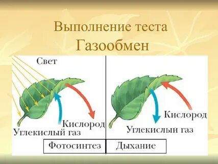 В процессе фотосинтеза происходит газообмен