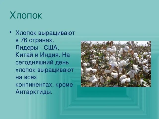 Где растет хлопок. Хлопчатник. Где растет хлопчатник. Выращивание хлопчатника страны. Хлопок какое растение