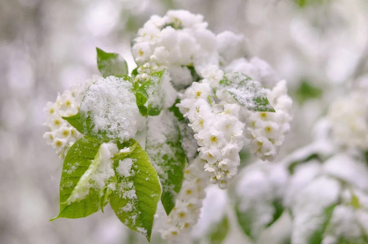 Цветущая черемуха коми. Черемуха золотистая. Черемуха ранняя. Черемуха в снегу. Сыплет черёмуха снегом есенин.
