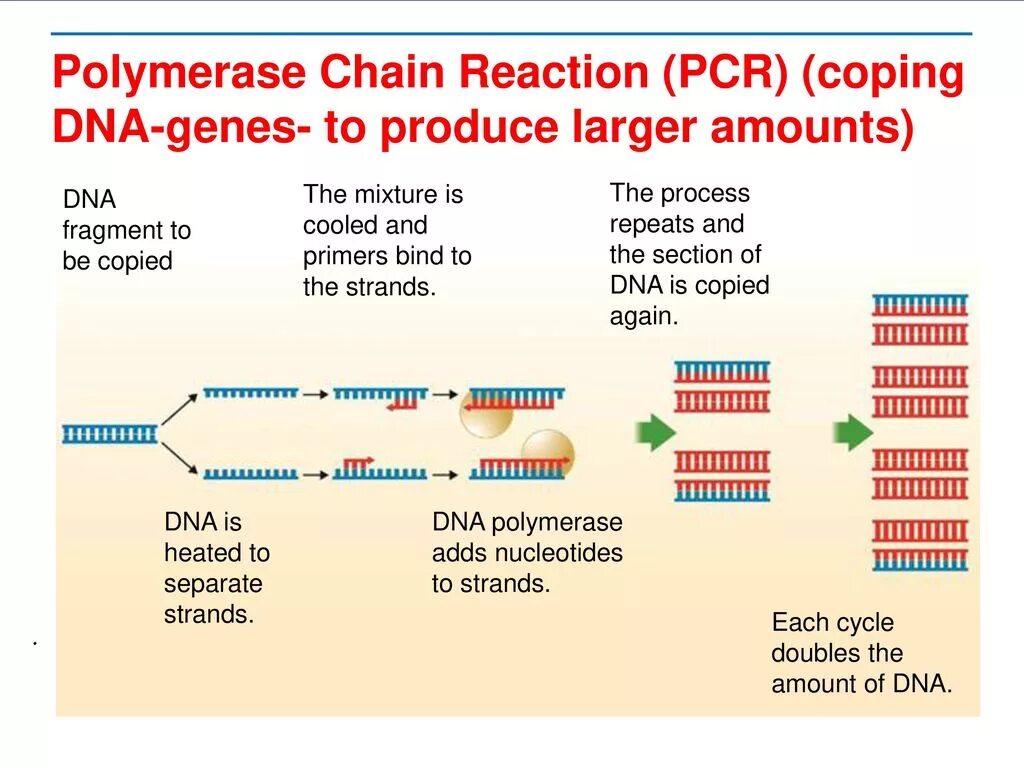 Источник https chemer ru services reactions chains. Polymerase Chain Reaction (PCR). DNA polymerase PCR. PCR Reaction. Polymerase Chain Reaction Reaction.