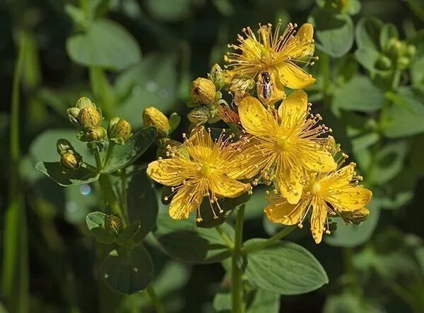 Зверобой горный(hypericum montanum l. Зверобой продырявленный (обыкновенный) - hypericum perforatum l. Зверобой трава как растет фото. Зверобой полевой. Зверобой трава как растет фото.