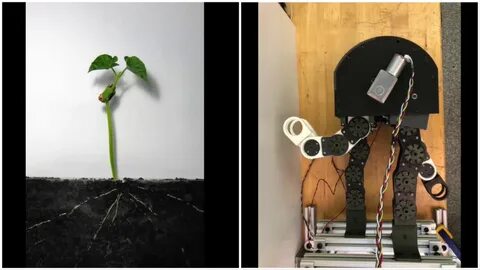 Likes grow