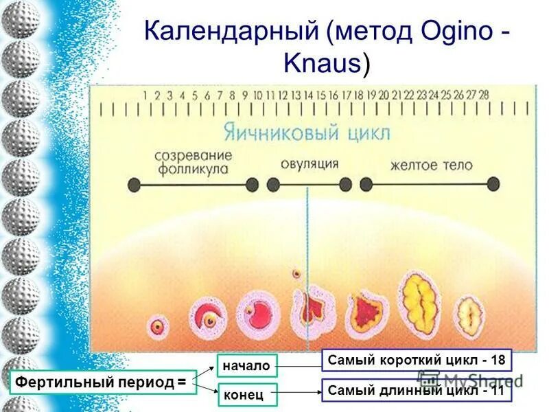 Цикл овуляции. Цикл фертильности. Фертильный период. Короткий менструальный цикл и длинный.