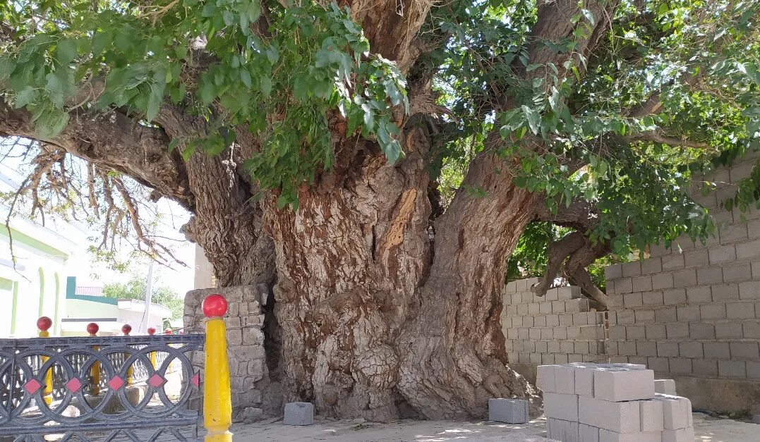 Под тутовым деревом. Многоствольное дерево в турции. Под тутовым деревом. Дерево касорцо. Тутовое дерево в китае.