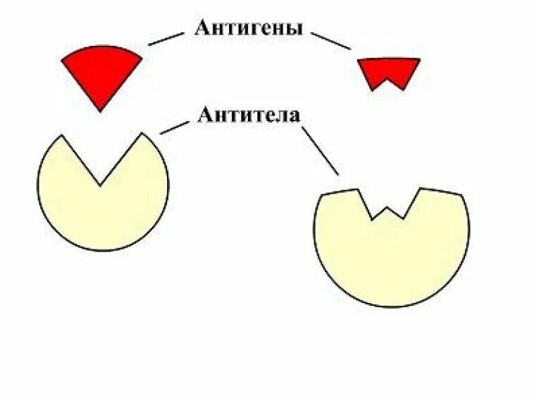 Выработка антигенов. Антиген антитело. Реакции антиген-антитело схематично. Комплекс антиген антитело. Антиген и антитело ключ замок.