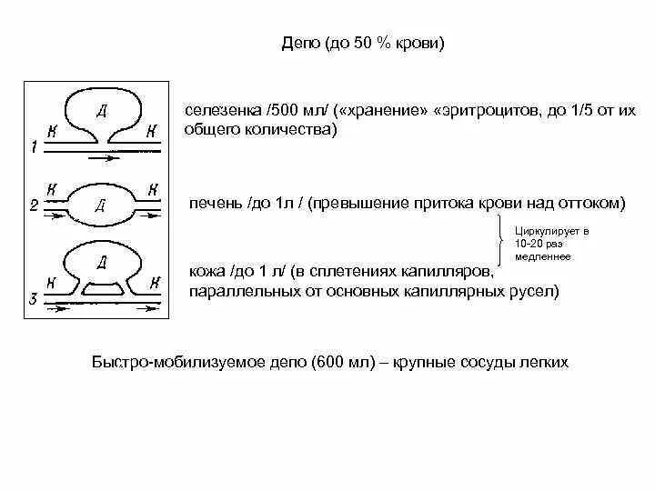 Печень депо крови. Функции депо крови. Кровяное депо физиология.