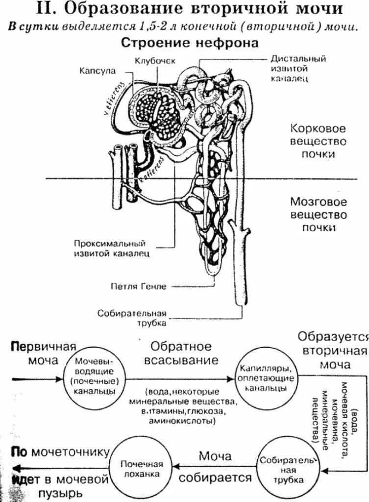 Образование мочи тест. Первичная и вторичная моча таблица. Механизм образования первичной мочи и вторичной мочи. Схема образования мочи в почках. Схема первичной и вторичной мочи.