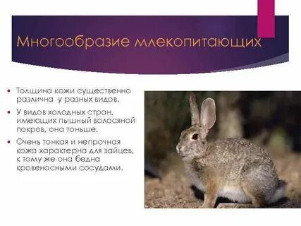 Млекопитающие высокоорганизованные