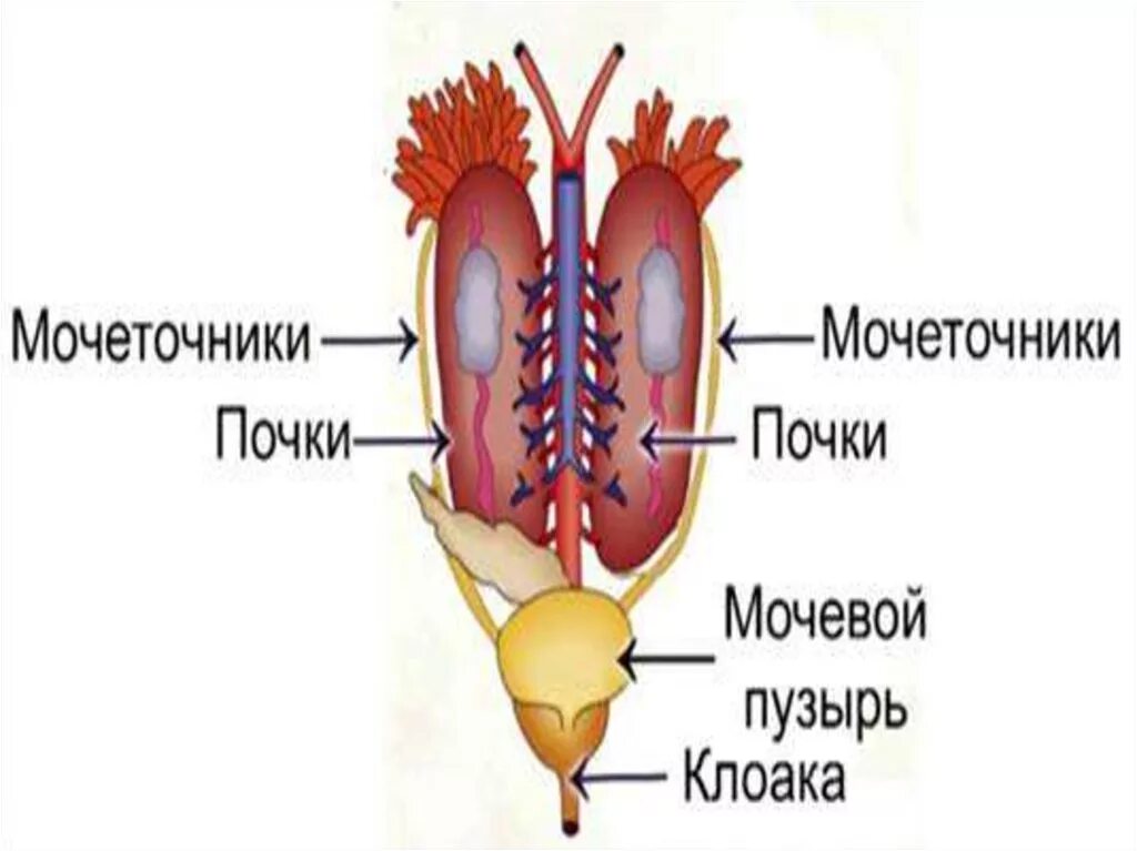 Почки ящерицы. Строение выделительной системы пресмыкающихся. Выделительная система рептилий схема. Строение выделительной системы рептилий. Выделительная система ящерицы.