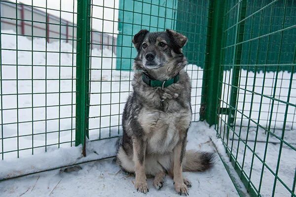 приют для животных в прокопьевске. приют прокопьевск. собаки серовского приюта. прокопьевск приют. остров надежды прокопьевск приют для животных.