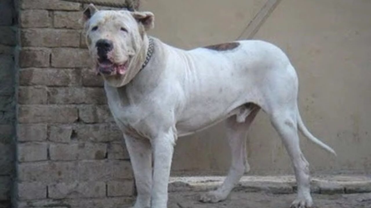 10 Razze Di Cani Sconosciute Più Forti Del Mondo - YouTube