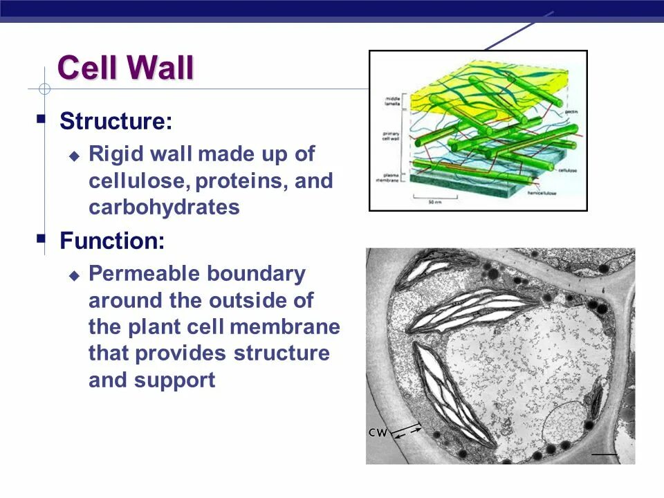 Cell Wall structure. Cell Wall and Cell membrane. Function of Cell Wall. Cell structure & function.