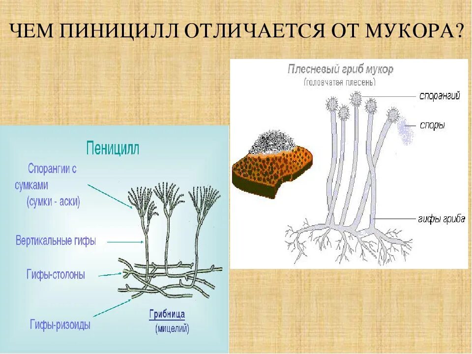 Мукор среда обитания. Спорангии пеницилла. строение плесневого гриба пеницилла. строение плесени мукора. строение мукора и пеницилла.