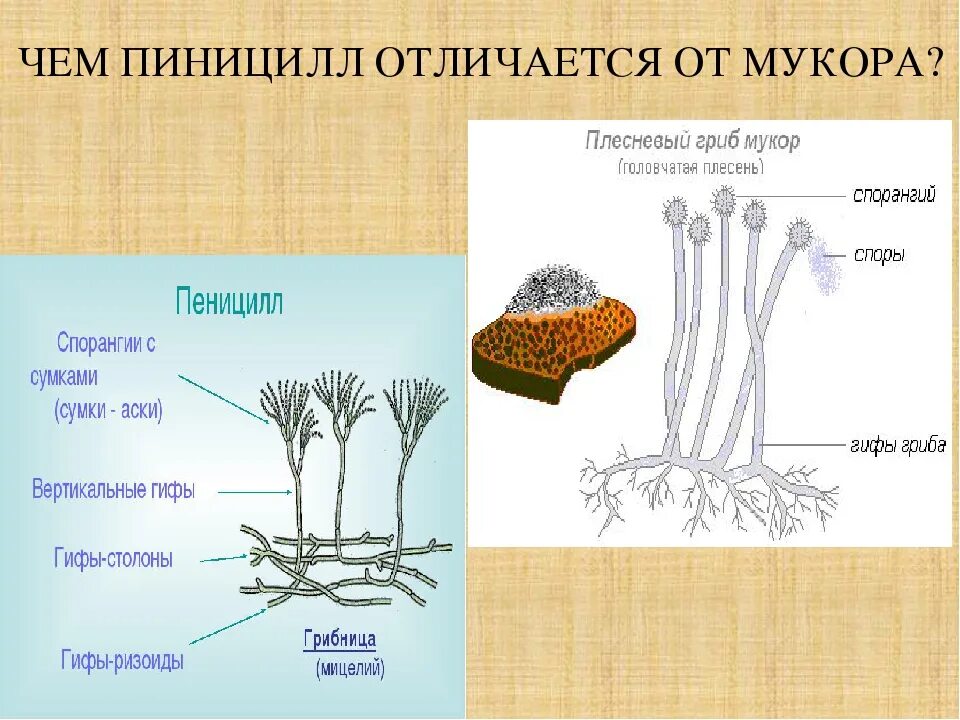 Чем отличается пеницилл от дрожжей. Спорангии пеницилла. Мицелиальные плесневые грибы. Плесневого гриба пеницилла. Строение мукора и пеницилла.