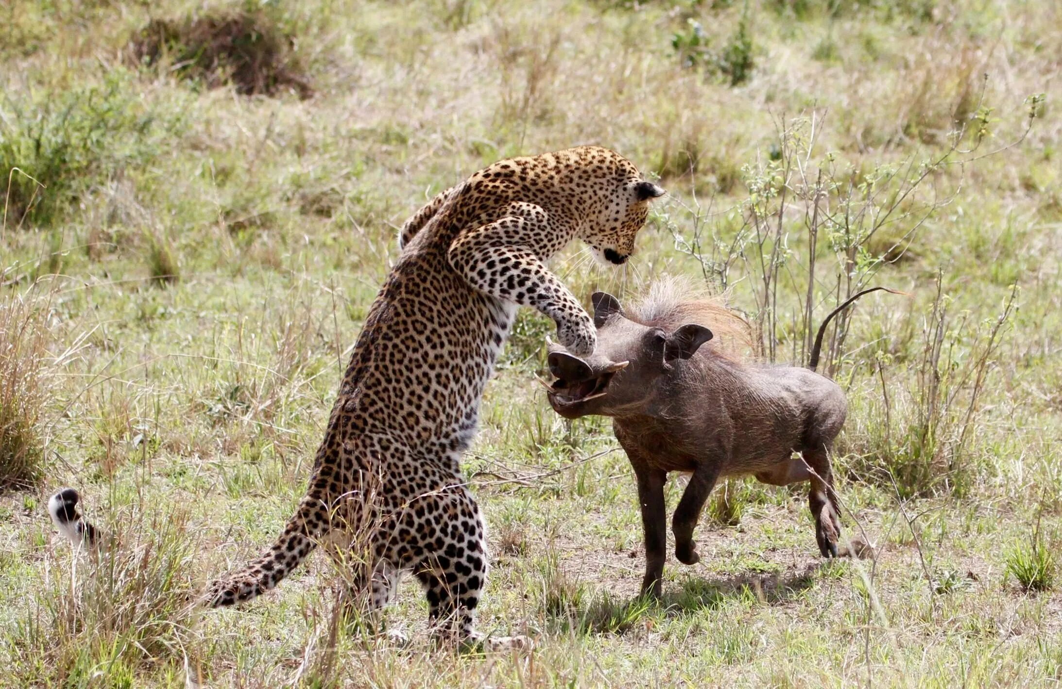 Поедание хищников. Леопард охотится на бородавочника. Охота леопарда на бородавочника. Переднеазиатский леопард охотится.