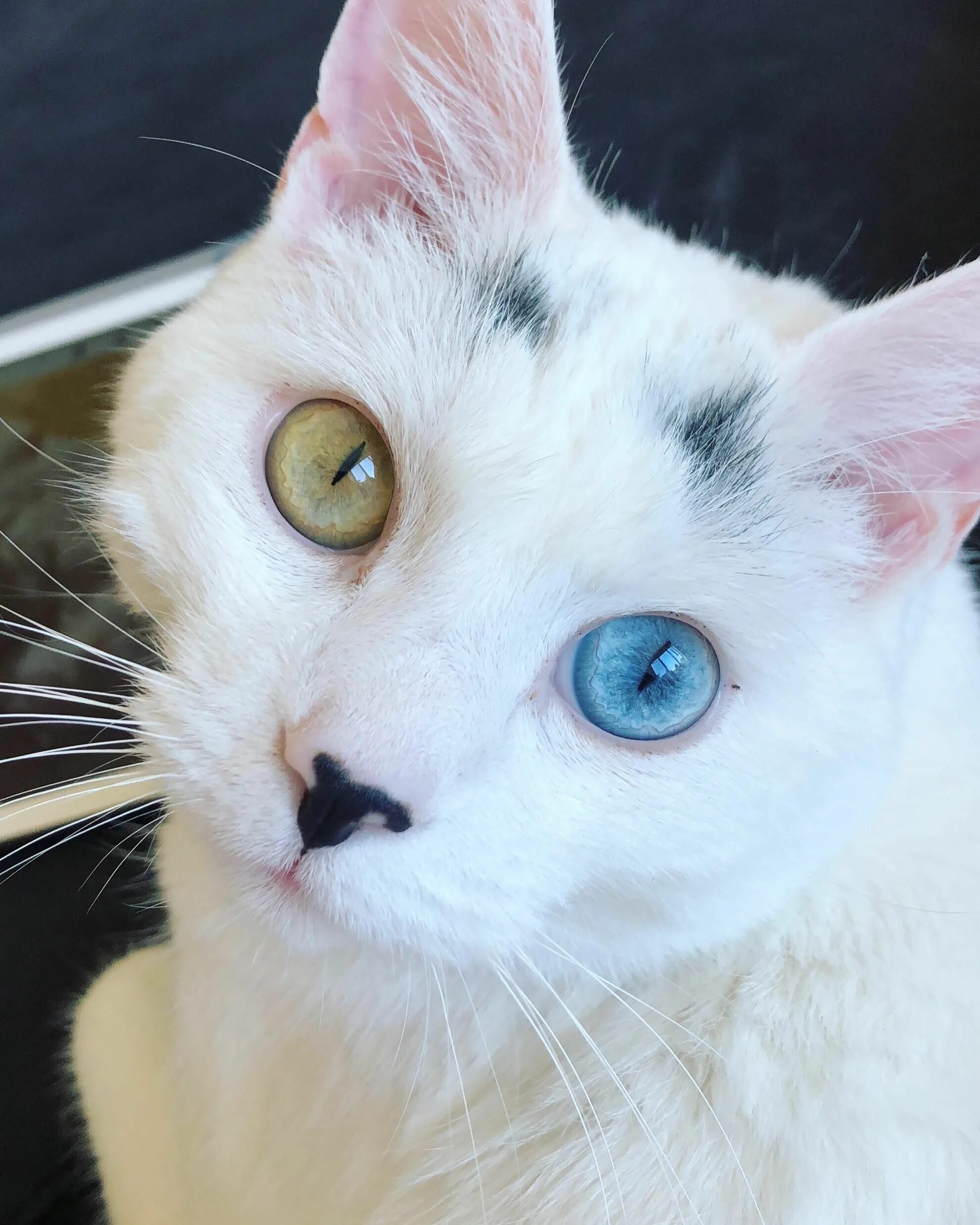 Редкие цвета кошек. Охос азулес гетерохромия. Гетерохромия и анизокория. Девон рекс гетерохромия. Гетерохромия глаз у кошек.