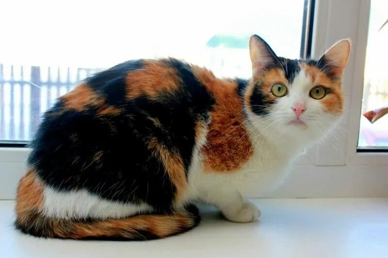 3 цветная кошка