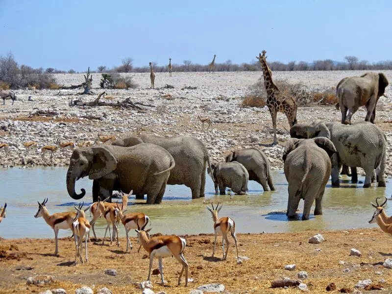 See africa. Нац парк Этоша Намибия. Парк Этоша в Намибии. Национальный парк Этоша в Африке. Этоша национальный парк животные.