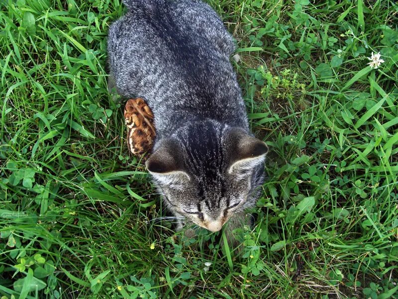 Кот и жаба. Бесхвостые кошки. Кот и жаба. Кошка лягушка. Нос лягушки.