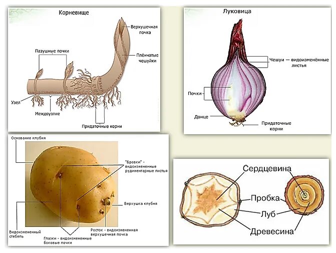 Клубни корневища луковицы лабораторная работа. Видоизменения подземных побегов. Корневище клубень луковица. Строение видоизмененных побегов. Части побега у корневища,луковицы,клубня.