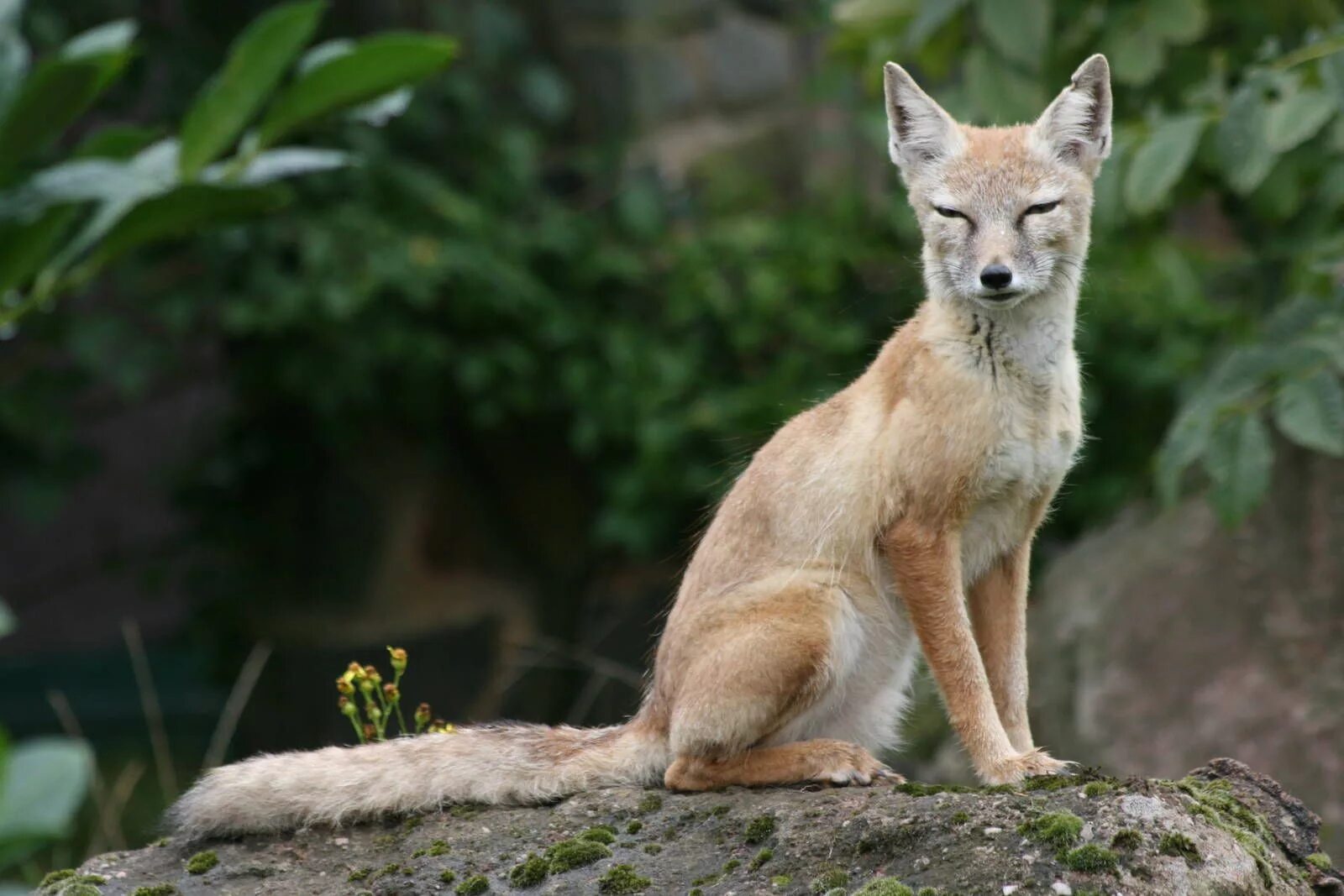 Лиса Корсак. Степной Лис Корсак. Американский Корсак Vulpes Velox. Лисица Корсак в степи. Fox them