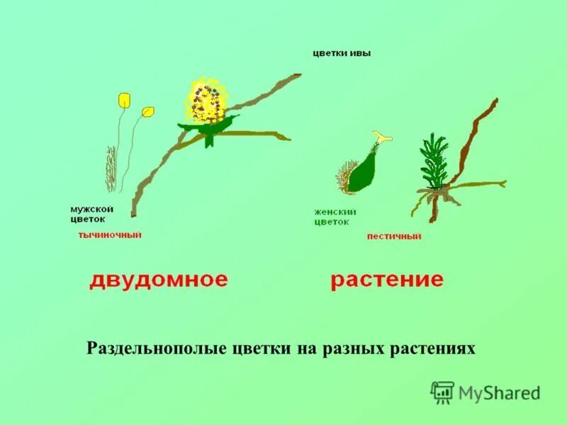 Обоеполые однодомные двудомные