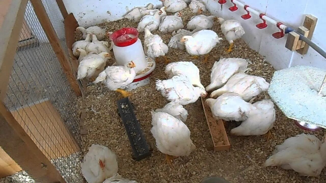 Можно ли давать бройлерам