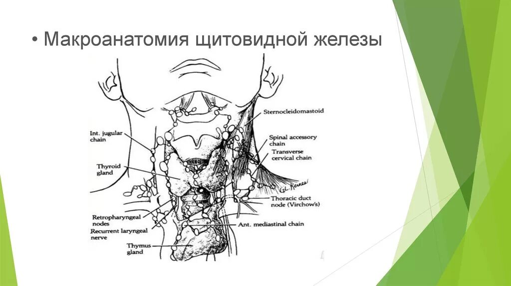 Лимфатические узлы щитовидной железы анатомия. Схема лимфоузлов щитовидной железы. Лимфоотток щитовидной железы. Щитовидка расположение схема лимфоузлы. Лимфоузлы на щитовидке