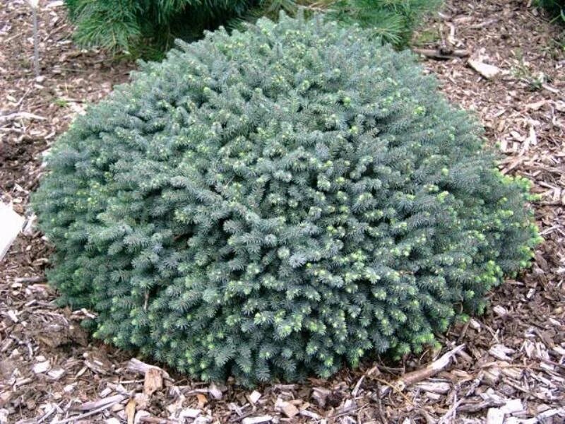 Сорта ели черной. Picea glauca Echiniformis. Ель канадская Эхиниформис. Picea Mariana 'Nana'.