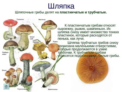 Шляпочные грибы это