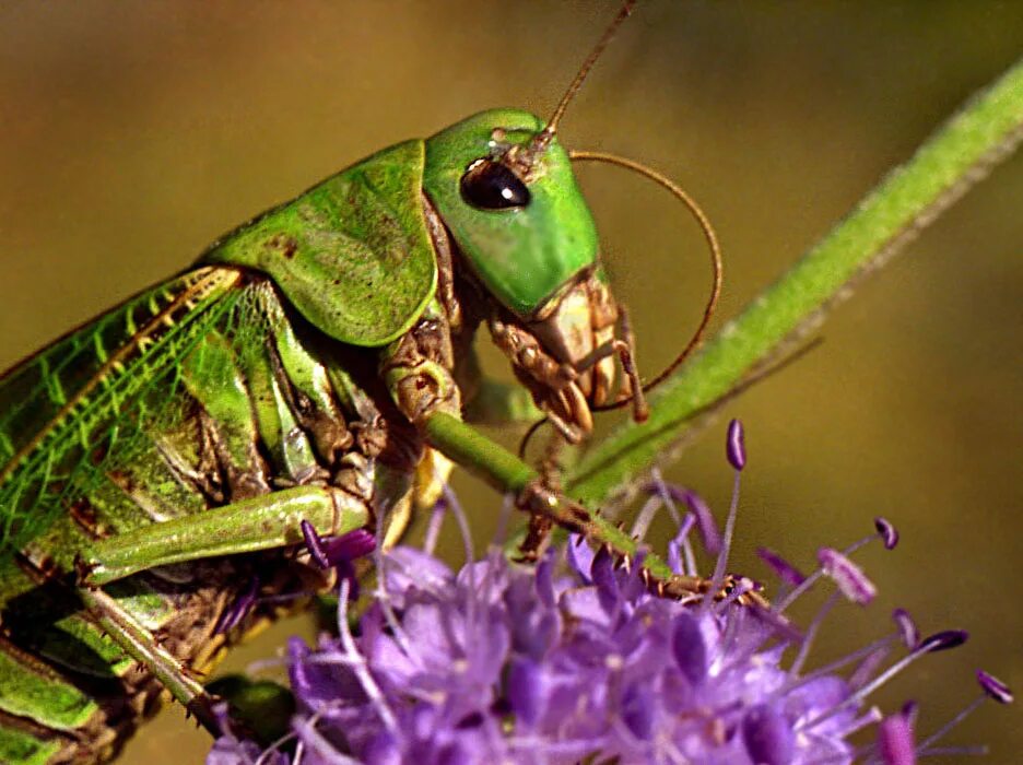 Прямокрылые Orthoptera. Прямокрылые Кузнечики. Прямокрылые насекомые кузнечик. Сибирская кобылка Саранча.