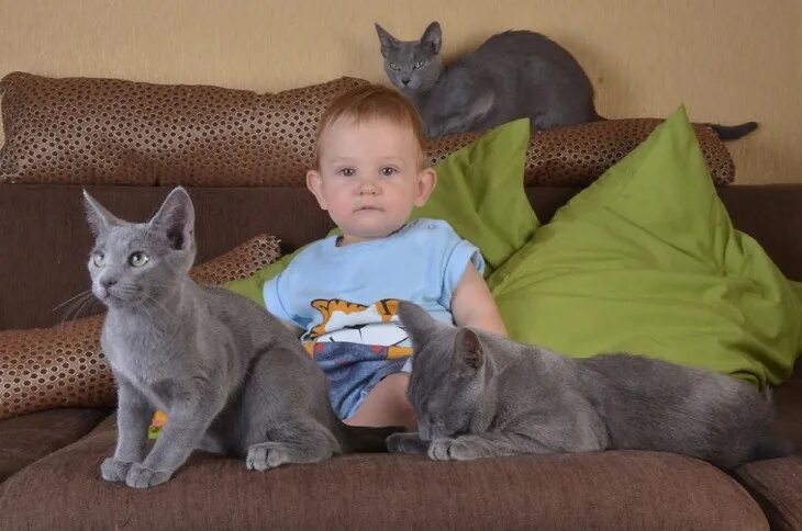 Какую кошку лучше завести в квартире