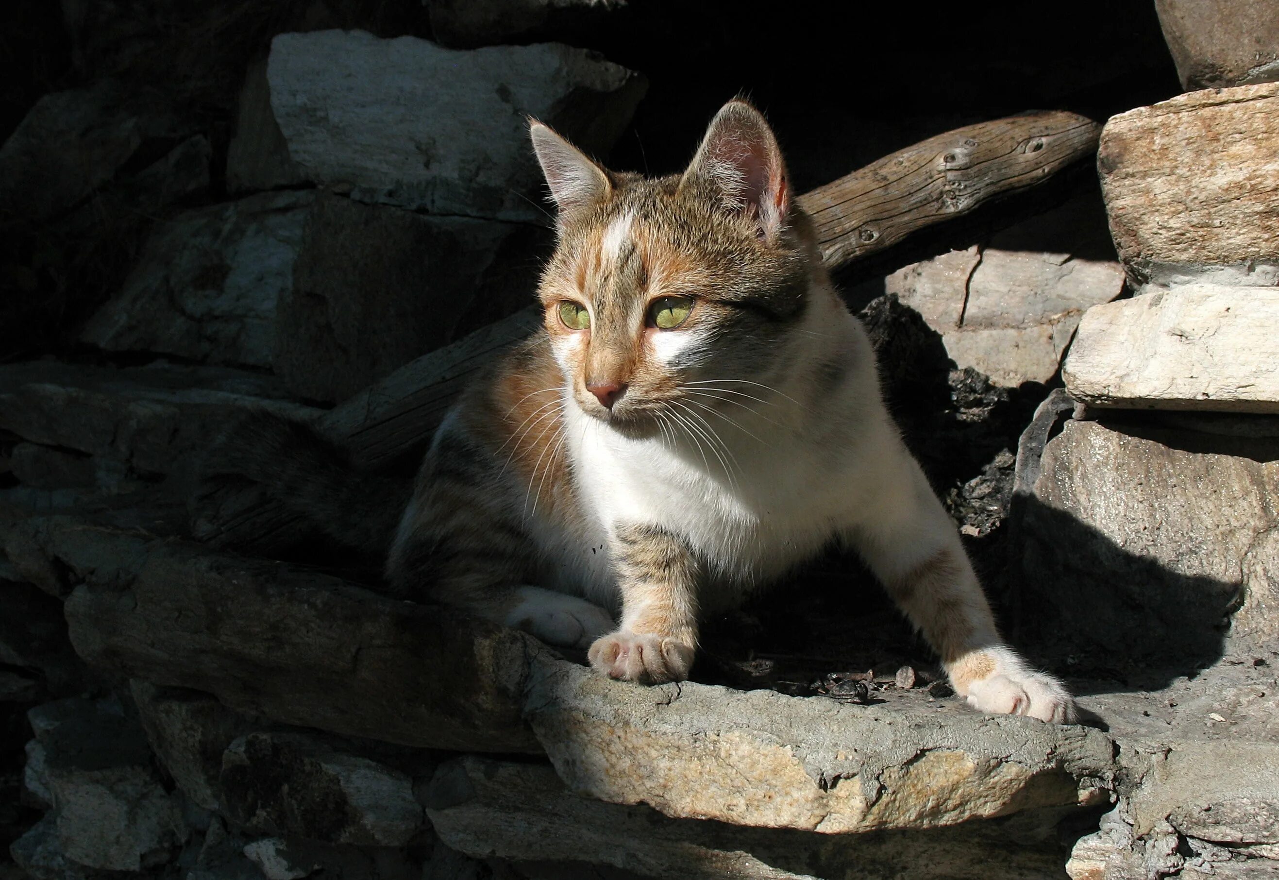 Near cat. Эгейская кошка. Эгейская кошка трехцветная. Эгейская кошка фото. Греческий кот.