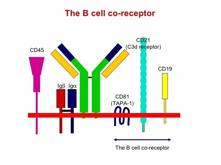 Cd21 Рецептор. Строение BCR рецептора. Б клеточный Рецептор BCR. BCR иммунология строение.