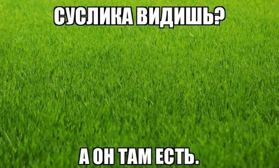 Он есть. Видишь суслика. Суслик видишь а он есть ты его не. ДМБ ты видишь суслика. Видишь суслика нет.