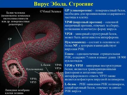 Вирус эбола