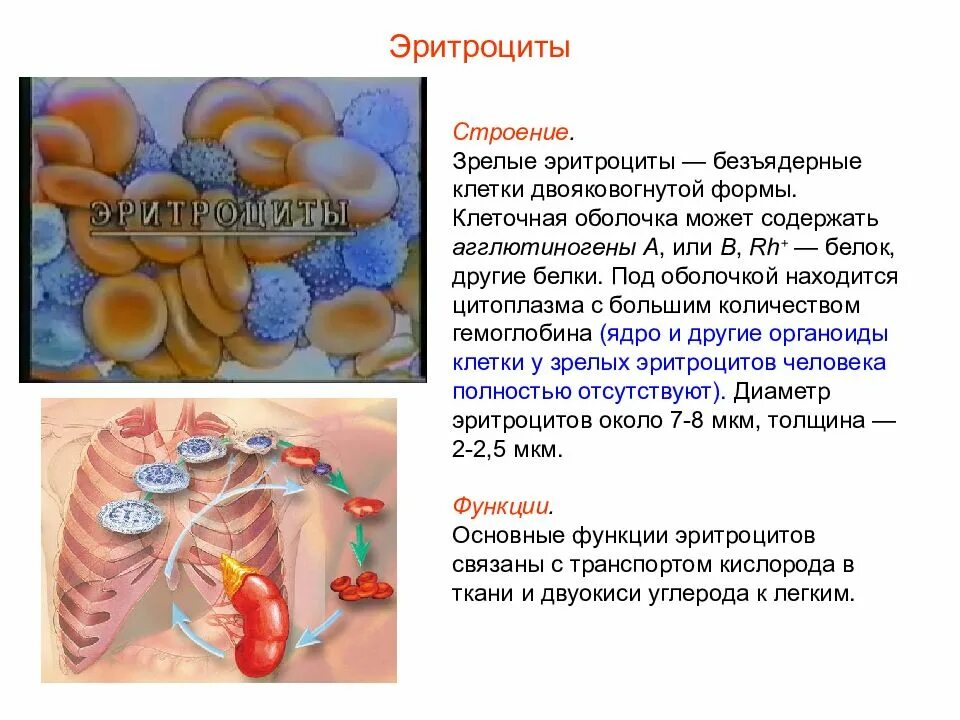 Эритроцит функции клетки. Строение эритроцитов. Эритроциты строение клетки. Строение эритроцита человека. Строение клеточной оболочки эритроцита.