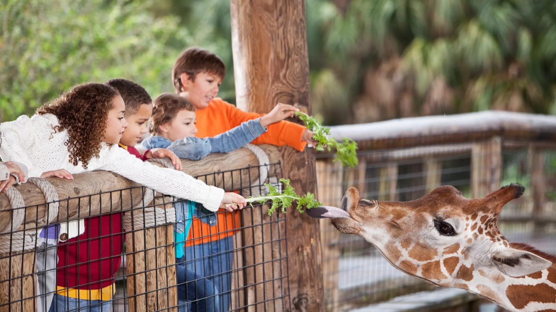 Zoo child. Дети в зоопарке. Посетители зоопарка. Семья в зоопарке. Поход в зоопарк.