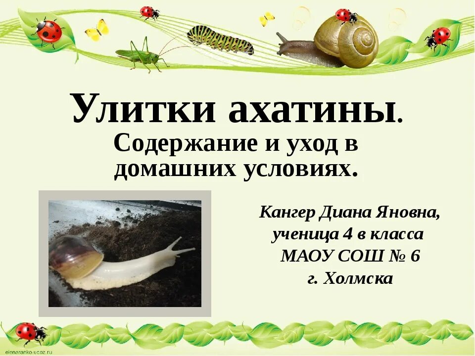 Содержание улиток в домашних условиях. Содержание улиток ахатин в домашних. Содержание улиток ахатинов. Улитка ахатина содержание в домашних. Условия содержания улитки ахатина